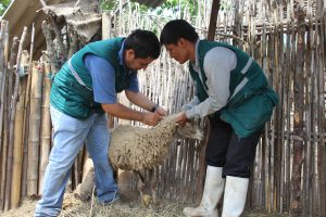 Senasa - Acciones civicas de sanidad animal en Lambayeque 1