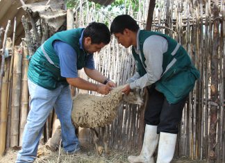 Lambayeque: Más de mil cuatrocientos ganaderos beneficiados con campañas de vacunación