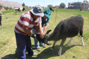 Senasa - Acciones sanitarias en zonas cercanas al volcan Sabancaya