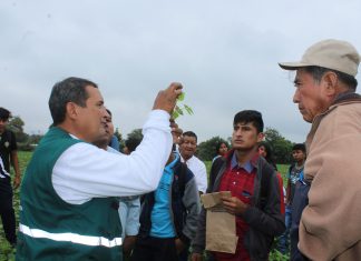 Agricultores de Motupe aprenden a reconocer plagas en cultivos de menestra