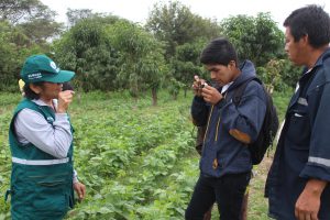 Senasa - Agricultores de Motupe aprenden a reconocer plagas y controladores biologicos en los cultivos de menestras