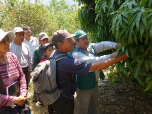 Senasa - Apurimac - Meta 42 - Sanidad Vegetal