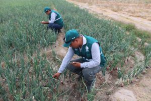 Senasa - Arequipa - Vigilancia fitosanitaria en cultivos de cebolla