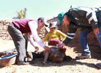 Puno: Senasa descarta enfermedades respiratorias en porcinos