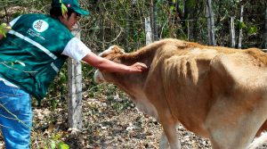 Senasa - Carbunco sintomatico inmunizacion Edema