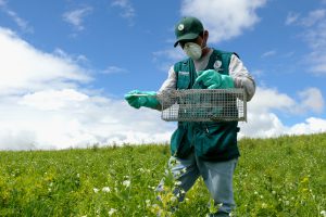 Senasa - Control de roedores en Huancavelica