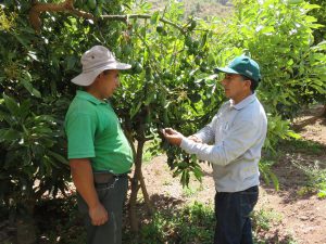 Senasa Cusco - Produccion de Palta Hass 1