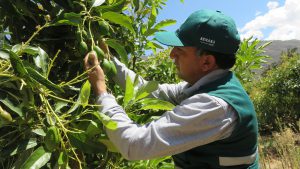 Senasa Cusco - Produccion de Palta Hass