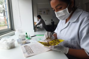 Senasa - Diferenciación de moscas estériles