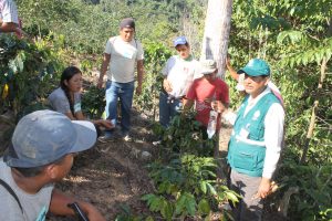 Senasa - Evaluacion de cultivos de cafe