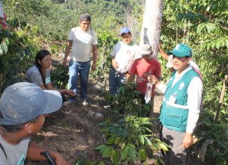 Junín: Evaluación de 845 hectáreas de café para detección de plagas