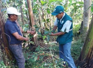 Piura: Senasa evalúa predios en zonas cafetaleras de San Miguel de El Faique