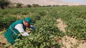 Senasa - Evaluacion fitosanitaria al cultivo de pallar en Changuillo