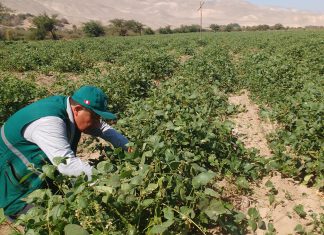 Ica: Evaluación fitosanitaria al cultivo de pallar en Changuillo