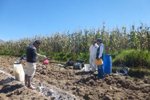 Senasa Huanuco - Ensayo de eficacia de plaguicidas
