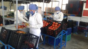 Senasa - Inicia campana de exportacion de tomates en Tacna