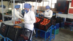 Senasa - Inicia campana de exportacion de tomates en Tacna