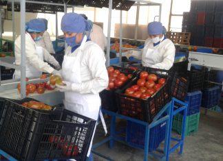 Inicia campaña de exportación de tomates en Tacna