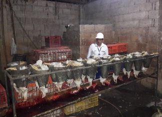 Senasa inspecciona centros de faenamiento de aves clandestinos en Madre de Dios