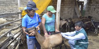 Senasa colecta 360 muestras serológicas de ganado caprino en La Libertad