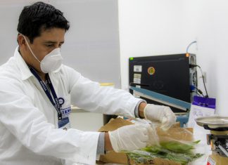 Áncash: Muestreo de tulipanes en cuarentena posentrada