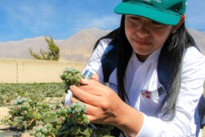 Senasa - Prospeccion de arandanos en Ancash