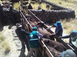 Senasa - Puno - Carbunco sintomatico