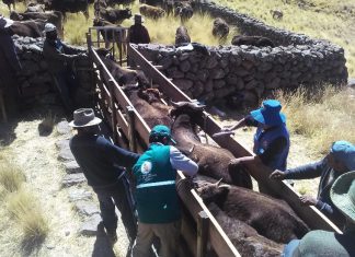 Puno: Senasa alcanza vacunación de 53 mil bovinos contra Carbunco sintomático