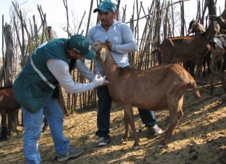 Tumbes: Senasa monitorea incidencia de Brucelosis con toma de muestras sanguíneas