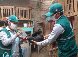 MINAGRI vacunó más de 185 mil aves contra enfermedad Newcastle en Ica