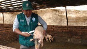Senasa - Vacunacion de cerdos contra peste porcina en Ica
