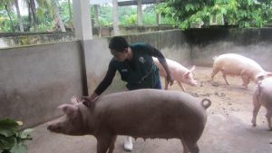 Senasa - Vacunación de 13770 cerdos contra peste porcina clásica