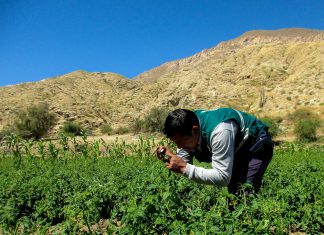 Áncash: Vigilancia fitosanitaria en cultivos de tomate