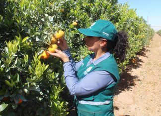 Vigilancia fitosanitaria en cultivos de cítricos en Arequipa