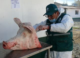 Huancavelica: Vigilancia sanitaria de peste porcina clásica