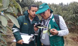 Senasa actualiza lineamientos de Control BiolÃ³gico para la Costa peruana