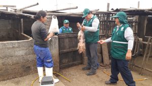 Senasa atiende a ganado porcino en Centro Poblado El Milagro