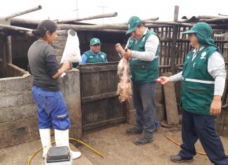 La Libertad: Senasa atiende a ganado porcino en Centro Poblado El Milagro