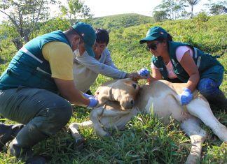 Senasa colecta de muestras serológicas para descarte de fiebre aftosa en Loreto