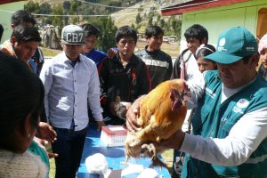 Senasa colecta muestras en Angaraes y Acobamba para descarte de enfermedades en aves