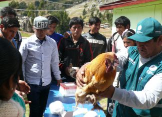 Senasa colecta muestras en Angaraes y Acobamba para descarte de enfermedades en aves