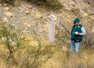 Áncash: Senasa continúa con acciones preventivas para el control de langostas