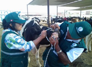 Arequipa: Senasa protege actividad pecuaria con emisión de Certificado Sanitario de Tránsito Interno