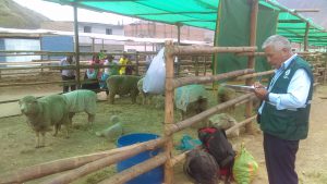 Senasa evalua estado sanitario de ganado en feria de Huanuco