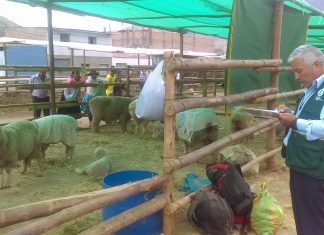 Senasa evalúa estado sanitario de ganado en feria de Huánuco