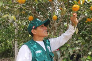 Senasa evaluó más de mil hectáreas de cultivo en Selva Central