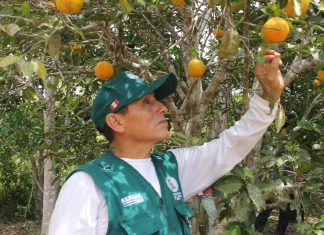 Senasa evaluó más de mil hectáreas de cultivo en Selva Central