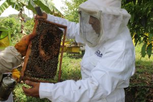 Senasa evalúa colmenas para la aplicación de tratamiento eficaz contra la Varroasis 1