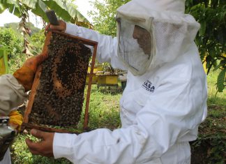 Senasa evalúa colmenas para la aplicación de tratamiento eficaz contra la Varroasis