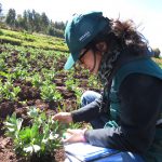 Senasa fomenta el Manejo Integrado de Plagas en cultivo de haba 1